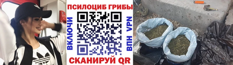 наркота  Сегежа  Псилоцибиновые грибы Psilocybine cubensis 
